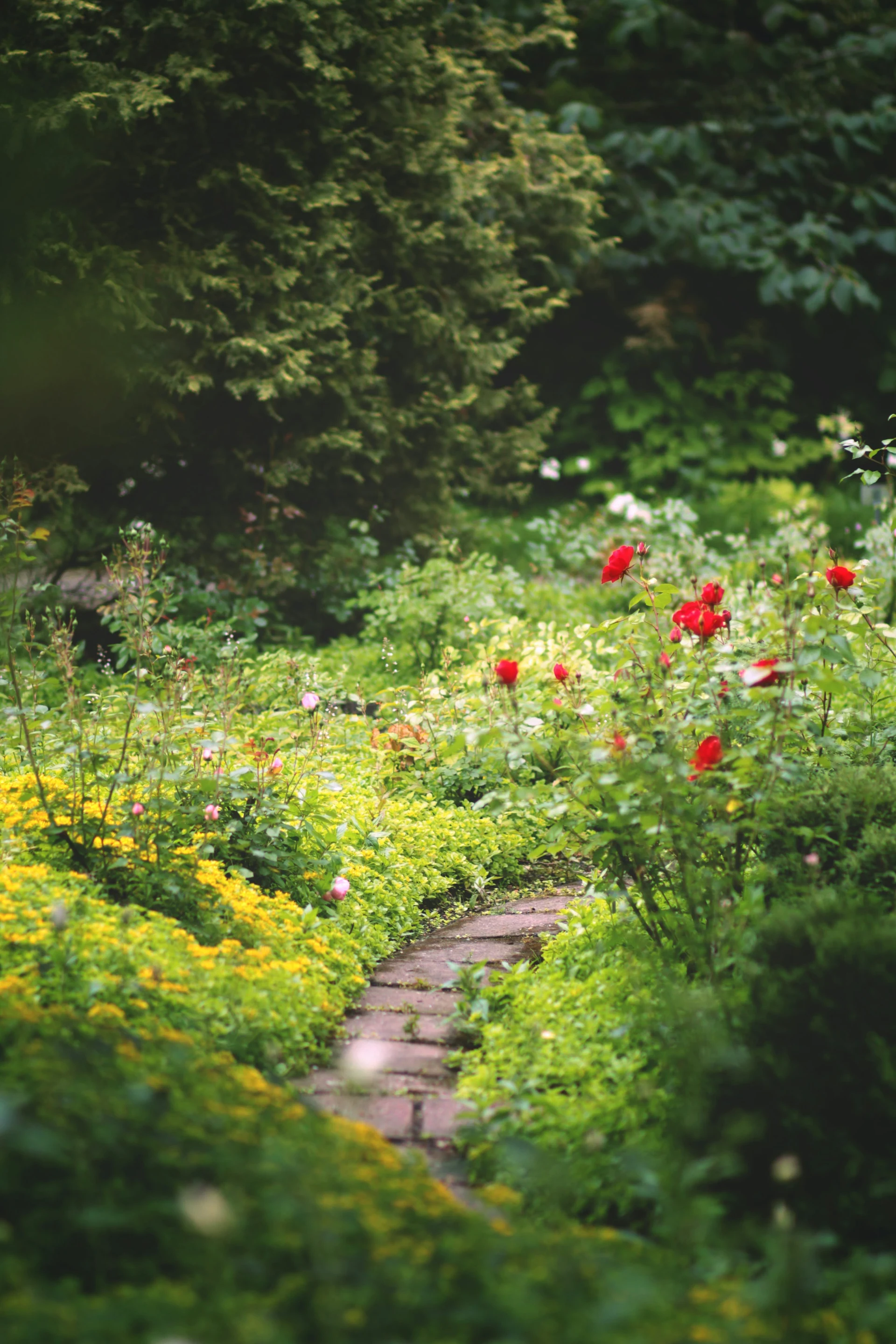 Schmaler Gartenweg zwischen üppigen blühenden Stauden
