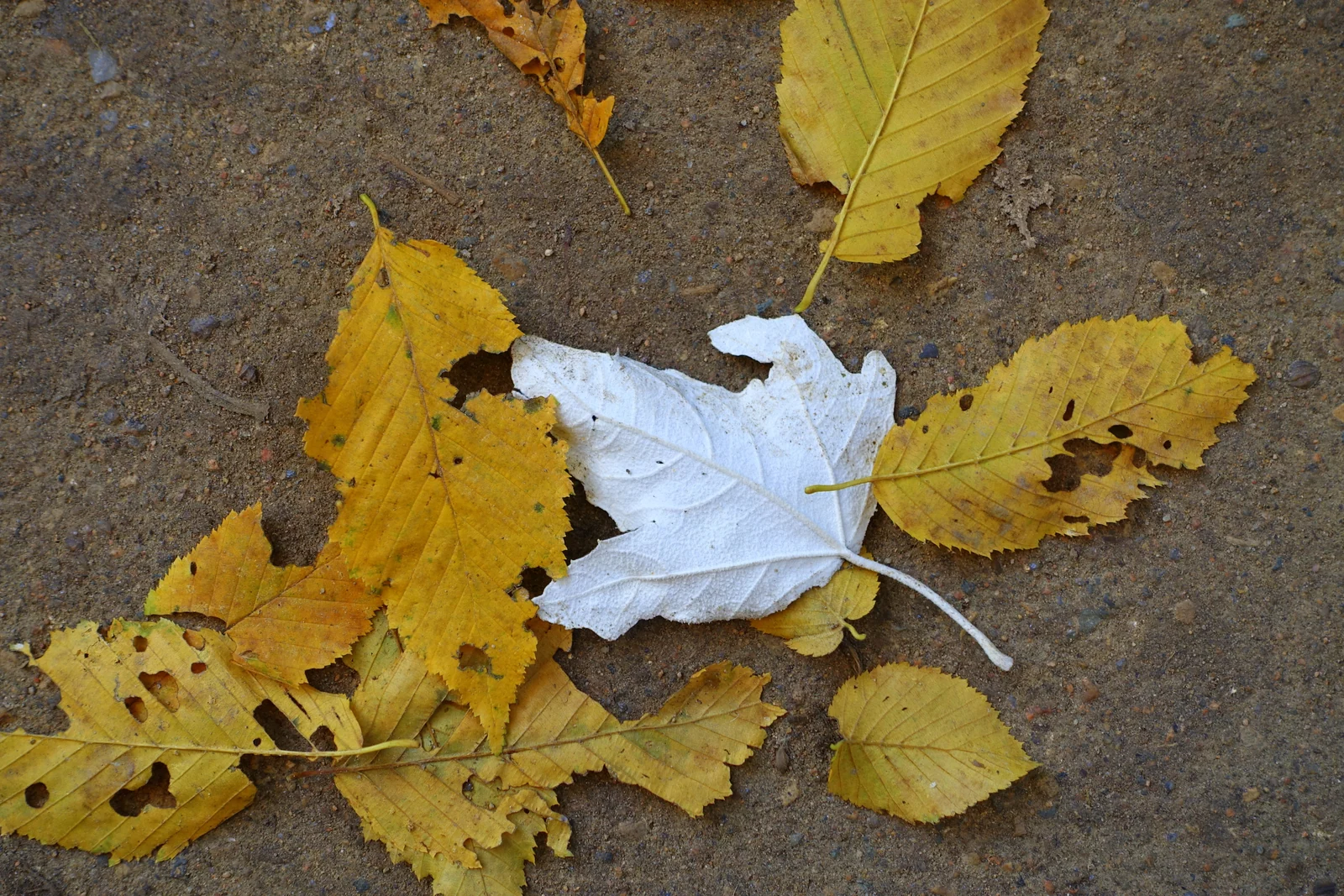 Gelbe Herbstblätter und ein silbrig helles Blatt auf dem Boden