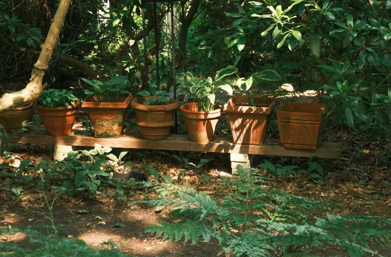 Terrakottatöpfe mit unterschiedlichen Pflanzen in einem grünen Garten