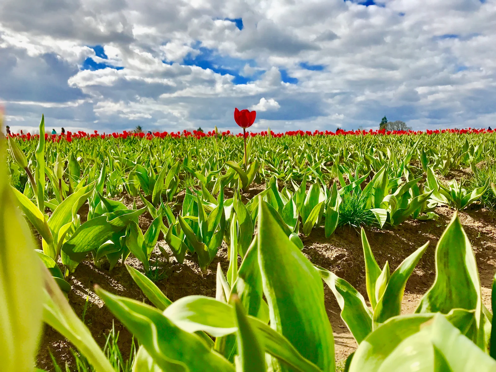 Rote Tulpe in einem Tulpenfeld unter einem bewölkten Frühlingshimmel