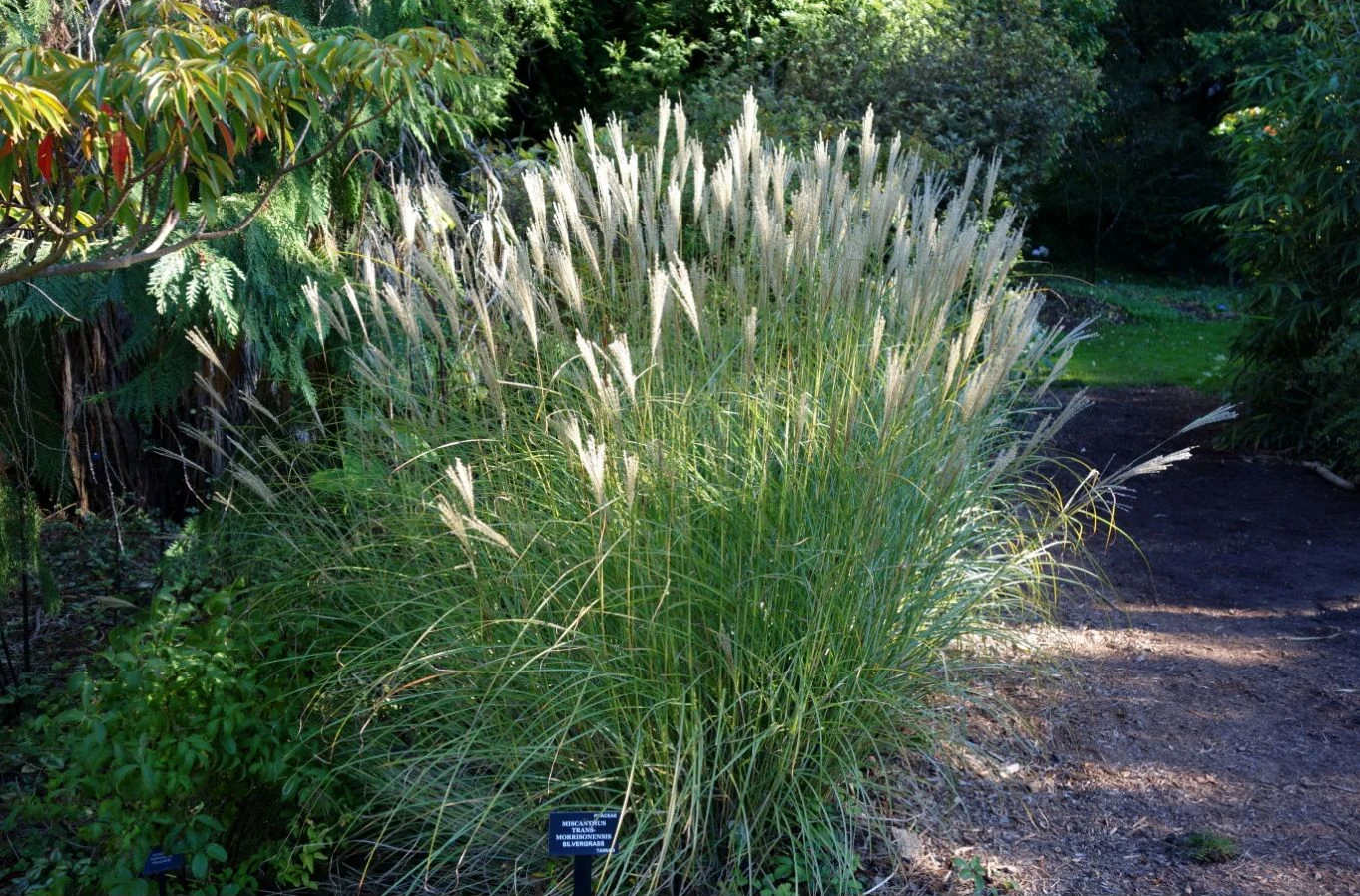 Blütenrispen und grüne Halme eines Miscanthus in einem botanischen Garten
