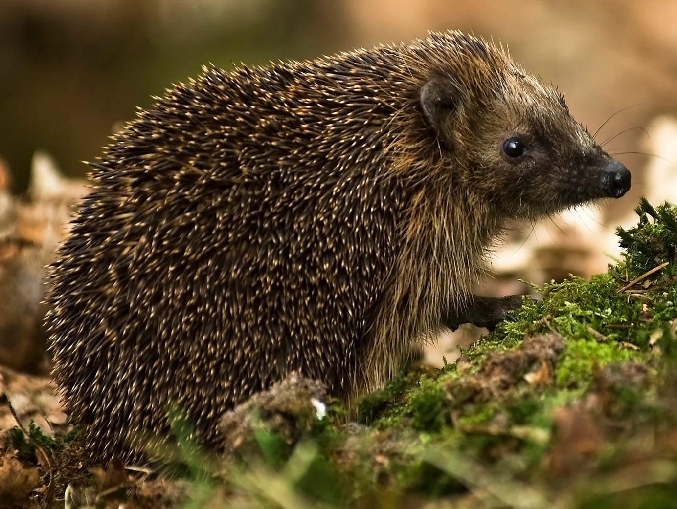 Europäischer Igel neben Moos und Herbstlaub